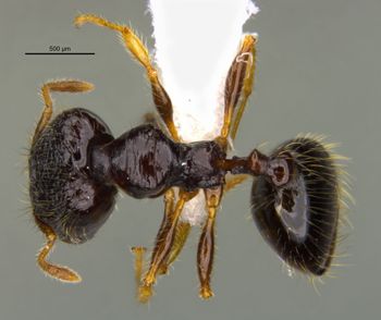 Media type: image;   Entomology 36171 Aspect: habitus dorsal view